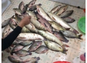 CÁCH LÀM MỒI CÂU CÁ SÔNG